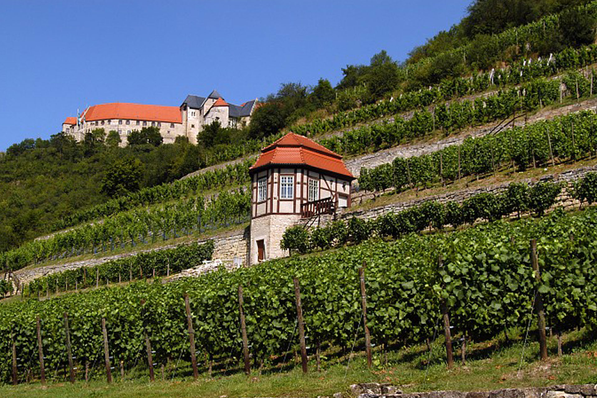 You are currently viewing Wine Growing