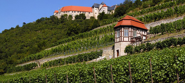 Weinanbau Weingebiet Saale - Unstrut